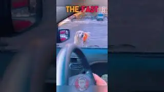 Loyal Dog Sacrifices Itself to Protect Blind Owner from Oncoming Car