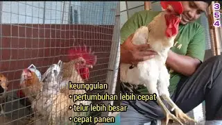 ayam kampung jenis baru