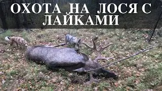 Trophy moose hunting with huskies.