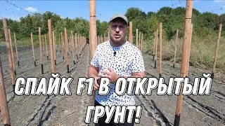 Осенний огурец на шпалерной сетке