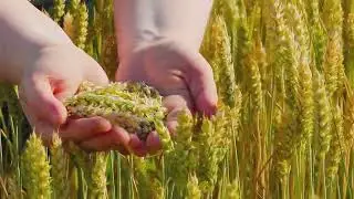 Fascinating Facts About Grass You Never know