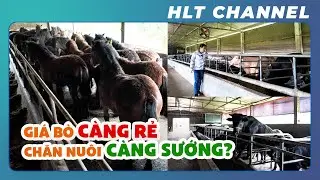 Review of a Mongolian Horse Farm
