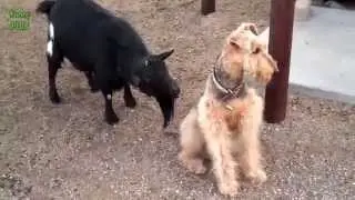Собака Начало облизываемая по Сумасшедший Коза