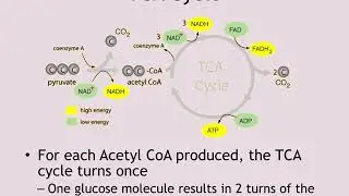 Microbial Metabolism Part 2