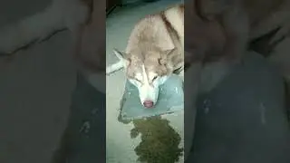 Ulo sa yello #mainit#kawawa #dog #doglover#shortvideo#bunso Ego