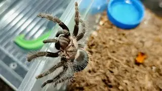 Escape plan for the tarantula