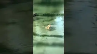 Tiger duck meme. #Tiger #duck #lake #water #meme #shots #fun #joke