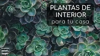 Plantas de interiores para casa