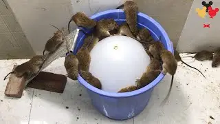 Balloon Mouse Trap 2020 / How to make Mouse Trap Handmade with Water Bottle