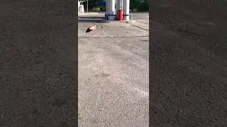 Сколько стоит бензин ! Аисты ! #petdiy #funnyanimals #funny #pets #аист #азс #бензин