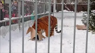Звериный обед в "Лесной сказке" (Барнаул)