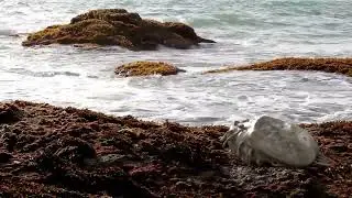 Crawling Creatures