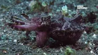 Как флиртуют и спариваются Расписные каракатицы (Flamboyant cuttlefish) — Ascarosepion pfefferi ?
