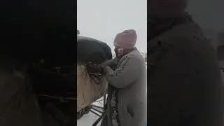 Oppoq qorda qaynoq ko‘k somsalar markazidan video
