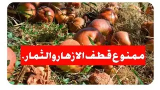 طاقة الاربعاء وممنوع قطف الزهور الثمار .يوم مسح الحائط بالجافيل والخل للتطهير