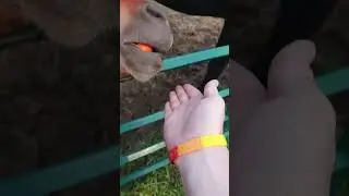 Feeding Farm Animals