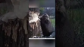 Откуда бобры знают, в какую сторону дерево упадёт??