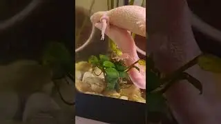 Брачные игры тритонов