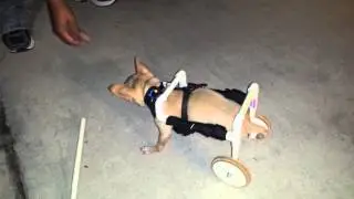 Sammy on  DIY pet wheelchair