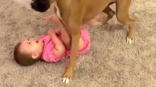 dogs love the baby / köpeklerin bebek sevgisi