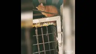 Отважная банда котов! Разборки котов. 🐱
