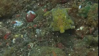 9 2 Boxfish