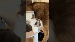Cat Wheel a No-Go for the Cat!
