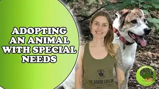 Why you should consider adopting animals with additional needs