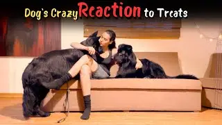 Dog's Crazy Reaction to Treats