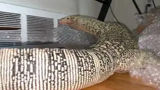 Scaly cat. Huge enrichment with box and bubble wrap.