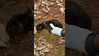 WOW 😰puppies Saved 😟😞
