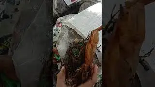 ito yung green mold na pumapatay sa amag ng volva mushroom sa bed