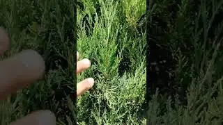 archalarni dorilsh kerak  yoz faslida qanday dorilsh kerak ? #youtubeshorts #automobile #instagram