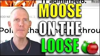 🍏 Odd News | “Police Chase Moose” | News Article Vocabulary