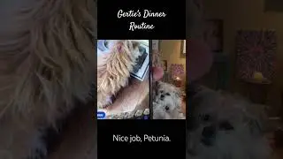 Gertie's Dinner Routine 
