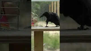 Crows are smarter than you think 🐦‍⬛ #shorts #crow #enrichment #notapet #alveus #mayahiga