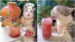 Cooking cat funny cooking, Cocinar gato cocina divertida #3 #cat #catcookingshow