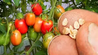 САЖАЙТЕ ЭТИ СКОРОСПЕЛЫЕ СОРТА ТОМАТОВ НЕ ПРОГАДАЕТЕ! Засыплят Урожаем Даже В Неплодородный Год
