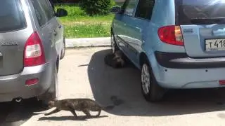 Драка котов