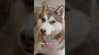 Umm I’ll pass…I’m just a cute lil doggie😅