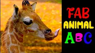 FAB ANIMAL ABC | Phonic Song | Kids Alphabet