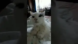 Утренние нежности у кота...мур-мур-мур..