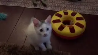 Everybody plays together !