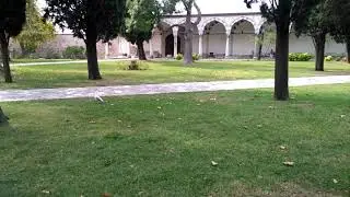 Турецкая чайка