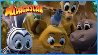 DreamWorks Madagascar | Help Gloria with a game! | Madagascar: A Little Wild