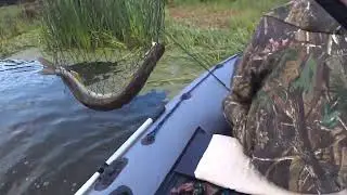 Батя устроил бойню на рыбалке))), щучья бойня на Оке