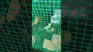 Спасли утят в реке