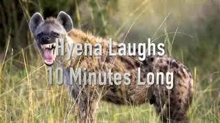 10 Minutes Of Hyenas Laughing! | Annoying Sounds