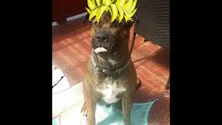 Presa Canario Dog | Goku The Gentle Giant | 