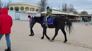 Лошадка накакала